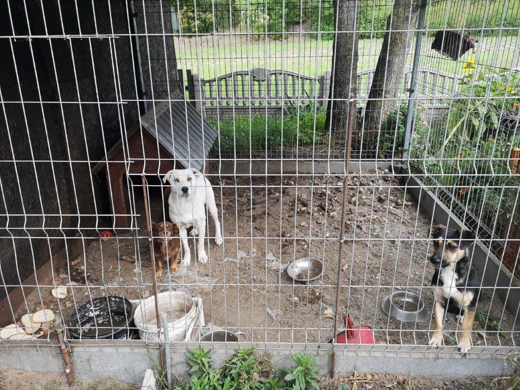 W tucholskim sądzie ruszył proces w sprawie znęcania się nad psami. Warunki ich bytowania udokumentowali Animalsi