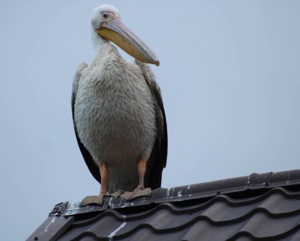 W gminie Rzeczenica pojawił się... pelikan. Został sfotografowany w Pieniężnicy (FOTO)