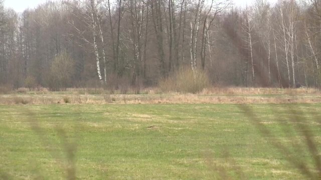 Dwa martwe wilki w Białowieży. Naukowcy alarmują, że trwa ich nielegalny odstrzał