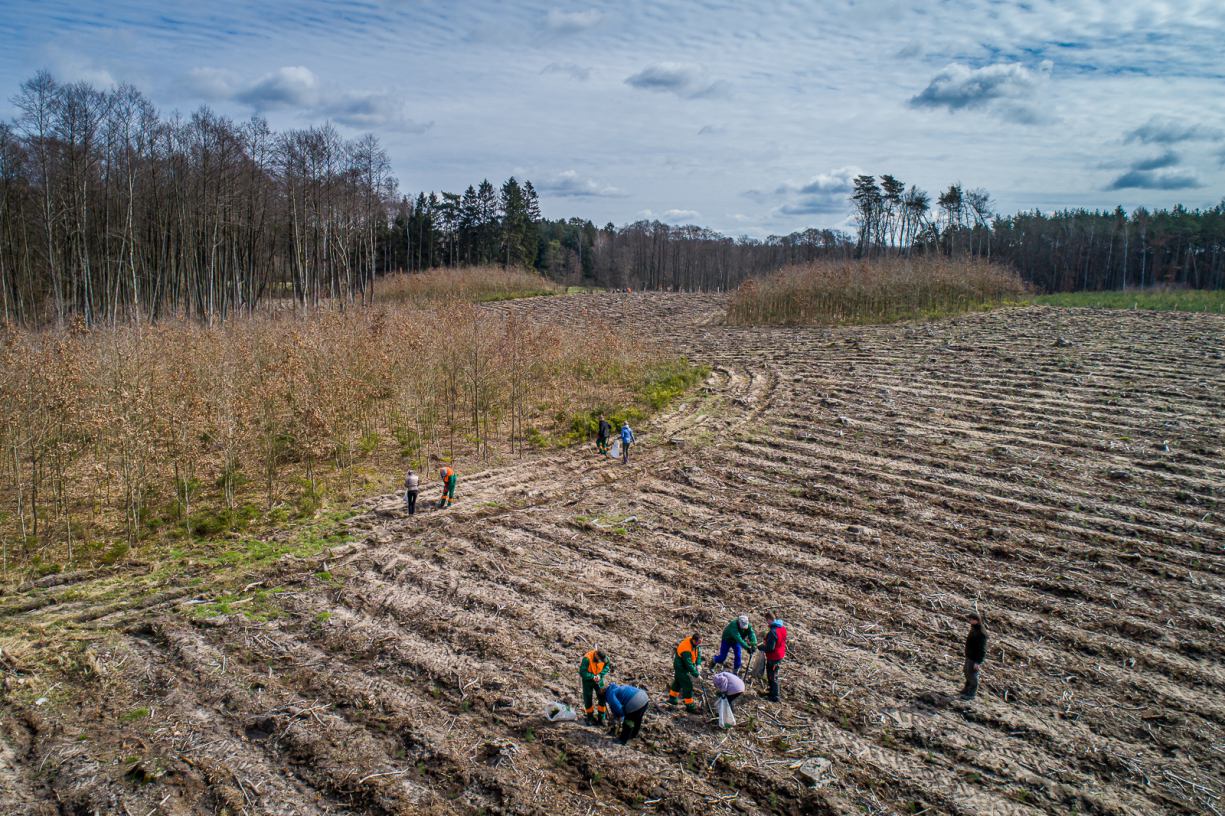 Nadleśnictwo Lutówko w powiecie sępoleńskim organizuje wspólną akcję sadzenia lasu