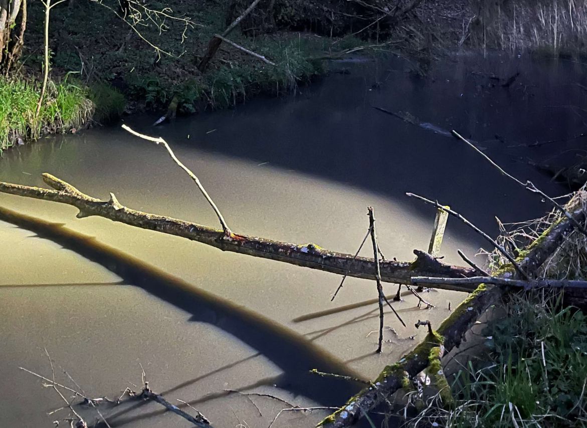 Zanieczyszczona woda oraz śnięte ryby w rzece Kicz w powiecie tucholskim FOTO, AKTUALIZACJA