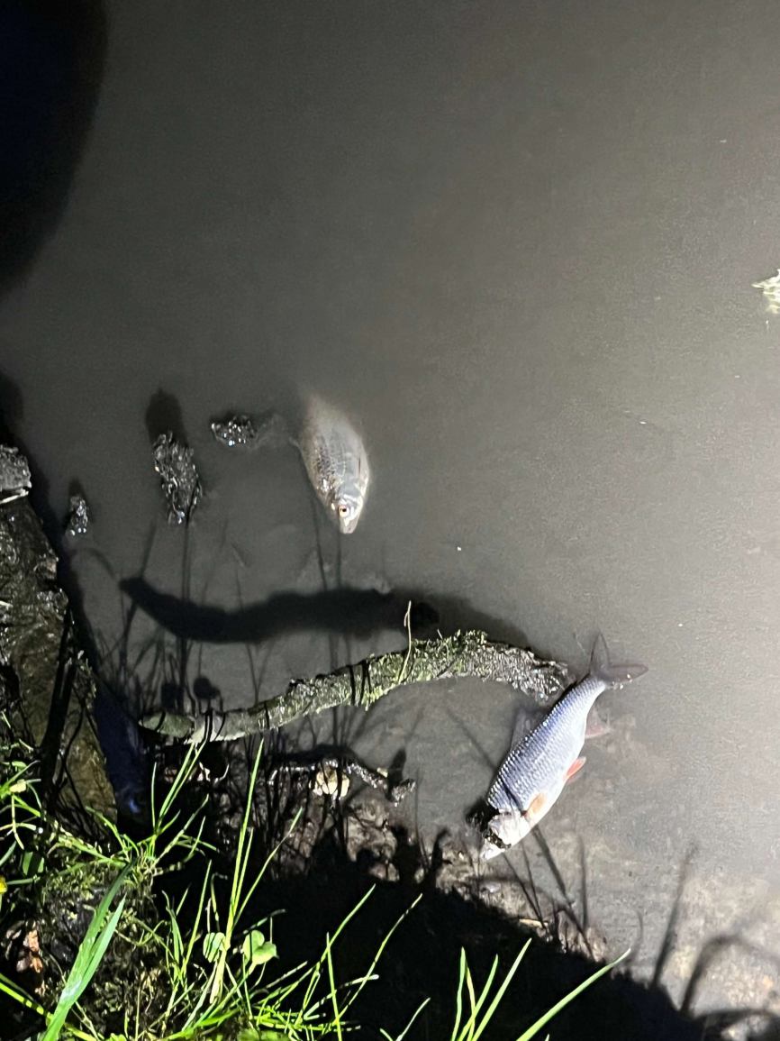 Zanieczyszczona woda oraz śnięte ryby w rzece Kicz w powiecie tucholskim (FOTO, AKTUALIZACJA)