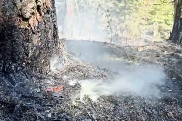 Leśnicy apelują o czujność i rozwagę podczas spacerów na łonie natury. Najwyższy stopień zagrożenia pożarowego (WIDEO)