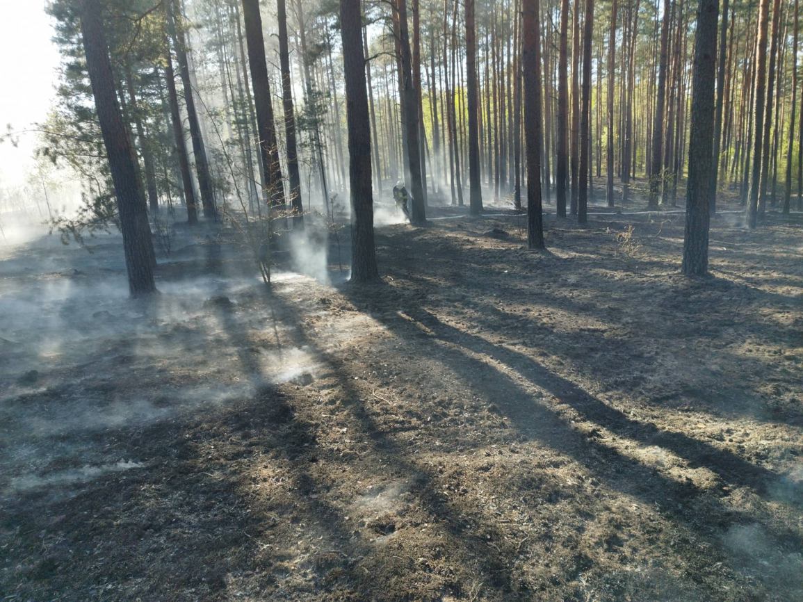 Pożar lasu w pobliżu Olpucha, w powiecie kościerskim. Z ogniem walczyło 8 zastępów straży pożarnej FOTO