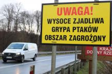 Brak nowych ognisk ptasiej grypy w powiecie kościerskim. Sytuacja jest stabilna