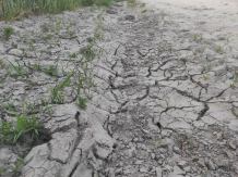 Rusza szacowanie szkód rolniczych w związku z suszą. Pierwszym krokiem jest zgłoszenie w aplikacji