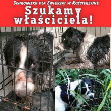 Kościerska policja poszukuje osób, które porzuciły psa w parku za Urzędem Miasta w Kościerzynie