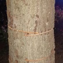 Ktoś podciął piłą 12 drzew rosnących przy drodze wojewódzkiej 224 w powiecie kościerskim (FOTO)