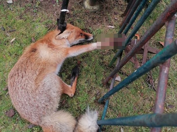 Dzielnicowa z Czarnego i działacz Towarzystwa Opieki nad Zwierzętami w Człuchowie uwolnili lisa z wnyków