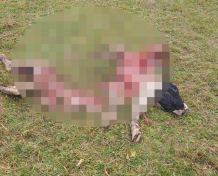Coraz więcej wilków, coraz mniej zwierzyny. Koło Łowieckie "Bóbr" rozważa zgłoszenie wniosku o odstrzał