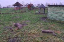 Kolejny przypadek zagryzienia przez drapieżniki w gminie Brusy. Tym razem ofiarą padło stado danieli