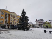 Na człuchowskim Rynku stanęła choinka. To świerk srebrny, podarowany miastu (FOTO)