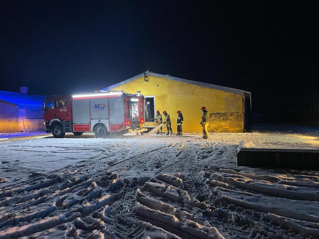 100 tysięcy złotych strat po pożarze chlewni w Uniechówku, w gminie Debrzno. Zwierzęta nie ucierpiały FOTO