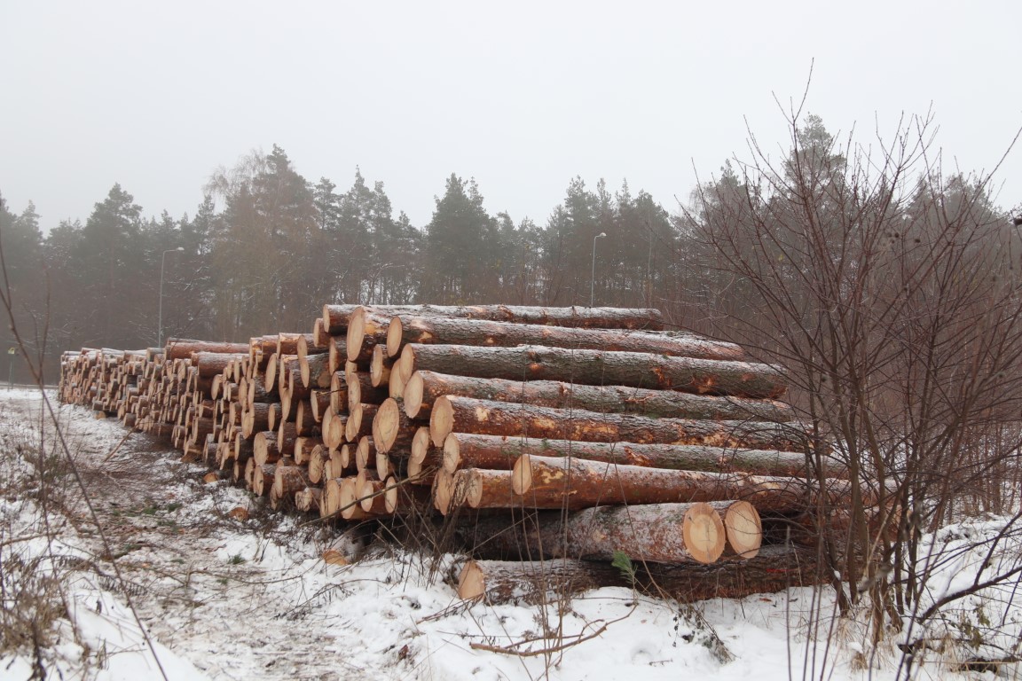 Czy las przy ul. Szkolnej w Charzykowach pójdzie pod topór? Mieszkańcy są zaniepokojeni