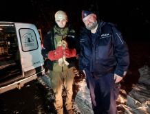 Dzielnicowi z Miastka znaleźli na drodze ranną sowę. Puszczyk trafił pod opiekę specjalistów