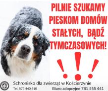 Schronisko dla zwierząt w Kościerzynie apeluje do mieszkańców o przygarnięcie psów na zimę