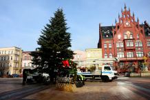 W Chojnicach zdemontowano bożonarodzeniową choinkę. Sprawdziliśmy, jakie są dalsze losy świątecznego drzewa