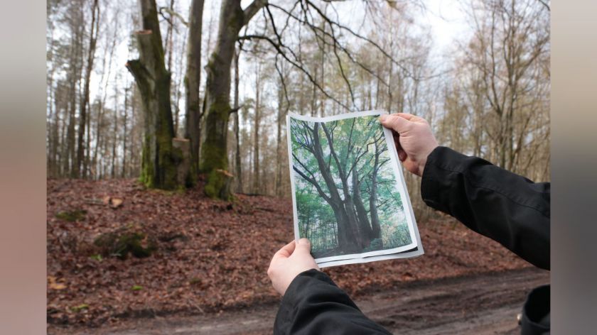Gmina Rzeczenica unieważniła pierwsze zapytanie ofertowe w sprawie wycinki drzew w Grodzisku