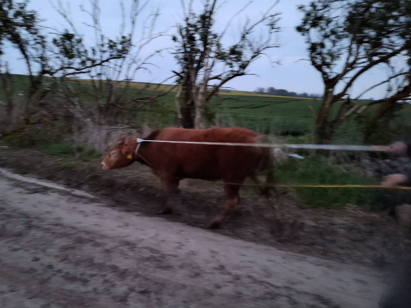 Pięć byk&oacute;w uciekło z gospodarstwa w gminie Chojnice. Cztery są już złapane. Jeden z nich poturbował mężczyznę