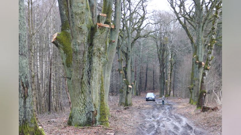 Wykonawca cięć drzew w Grodzisku będzie stroną postępowania administracyjnego prowadzonego przez gminę Rzeczenica