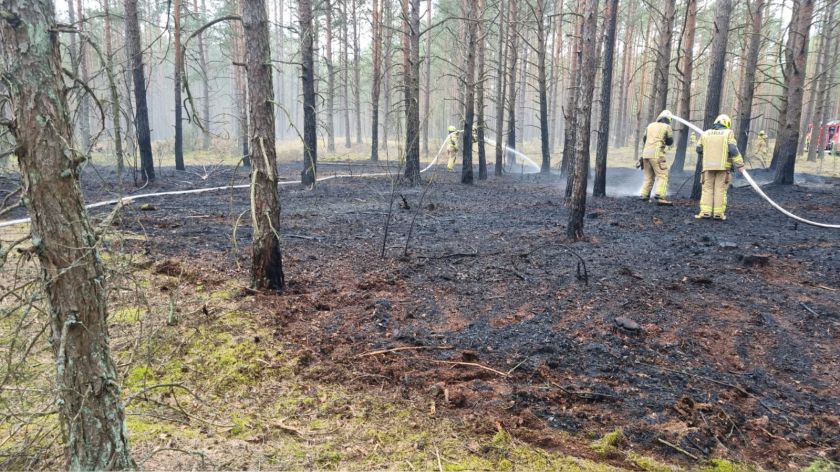 Pożar lasu w Swornegaciach w gminie Chojnice. Na miejscu działało kilka zastępów straży pożarnej