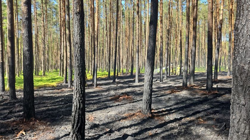Pożar lasu w Parku Narodowym Bory Tucholskie w gminie Chojnice. Z żywiołem walczy 18 zastępów straży pożarnej AKTUALIZACJA