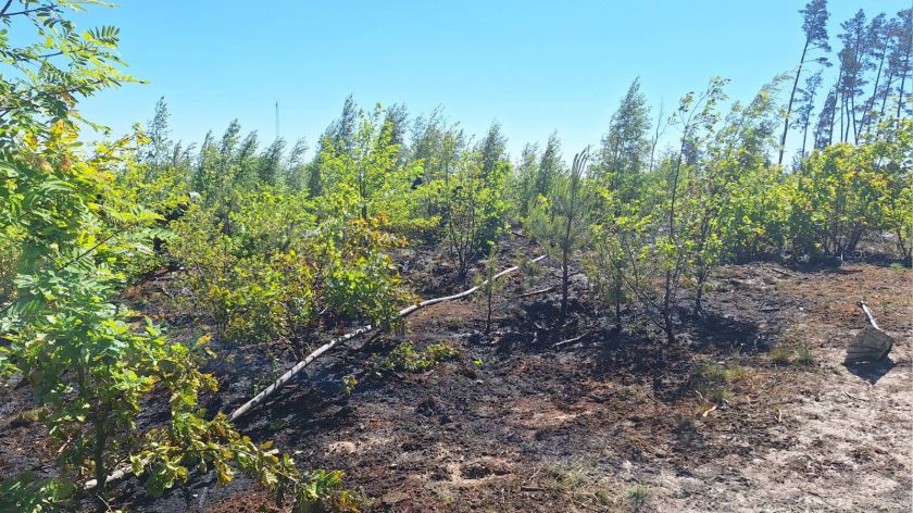 W Gminie Chojnice płonęły dwa lasy w tym samym czasie. W okolicach Bachorza i w Nowej Cerkwi