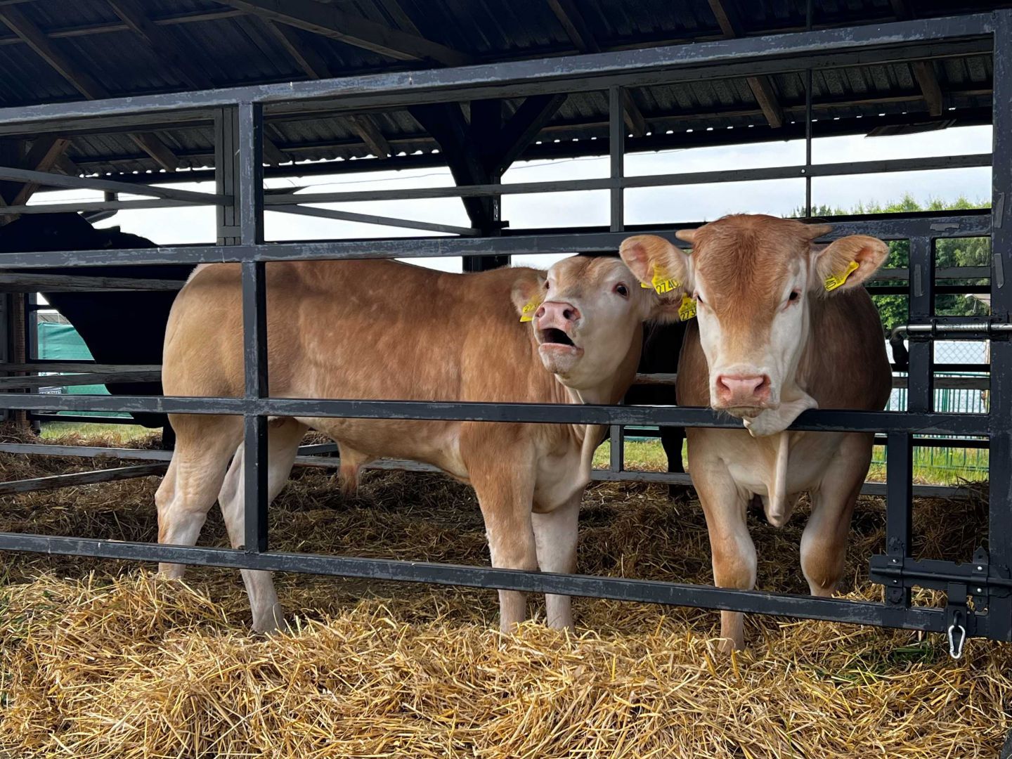 "W tym roku mamy ponad 500 wystawc&oacute;w". W Lubaniu, k. Kościerzyny ruszyły 31. Pomorskie Agro Targi