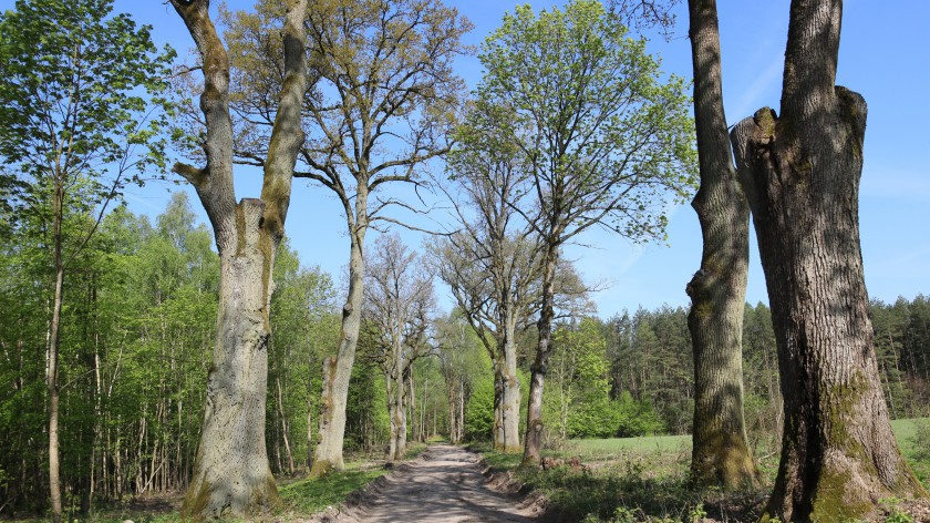 Gmina Rzeczenica wyłoniła firmę, która oceni prawidłowość cięć drzew w Grodzisku