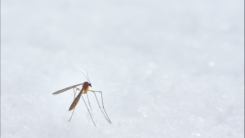 Mugga na komary &ndash spraye o udowodnionej skuteczności i wysokim profilu bezpieczeństwa