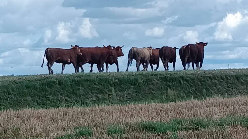 Osiem byków uciekło z jednego z gospodarstw na granicy gmin Kamień i Sępólno Krajeńskie