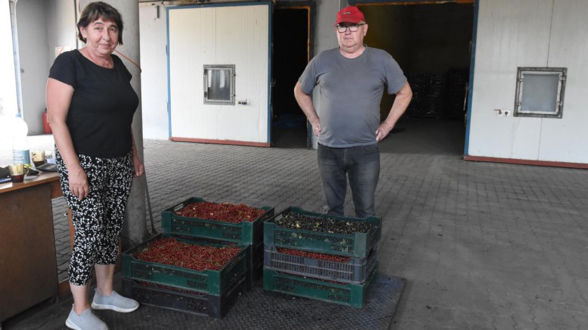 Weekend na polu, odcinek 2. Twarde warunki dla plantatorów owoców miękkich. Wyzwania producentów truskawek i porzeczek