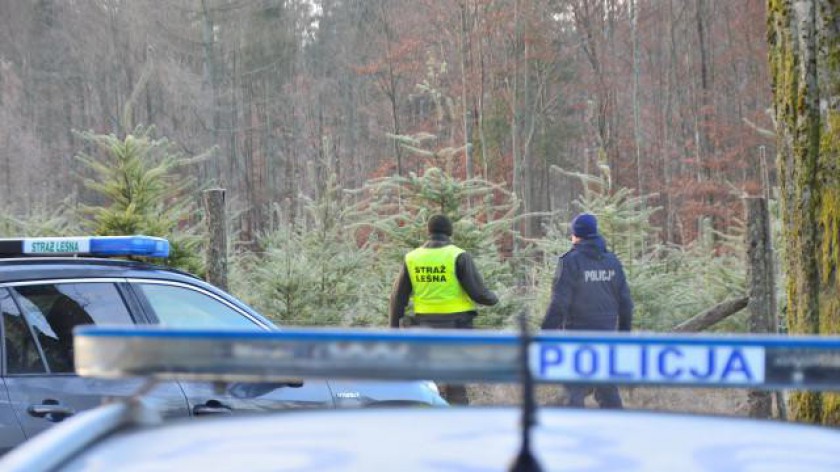  Policjanci i leśnicy z naszego regionu prowadzą działania pod nazwą Choinka