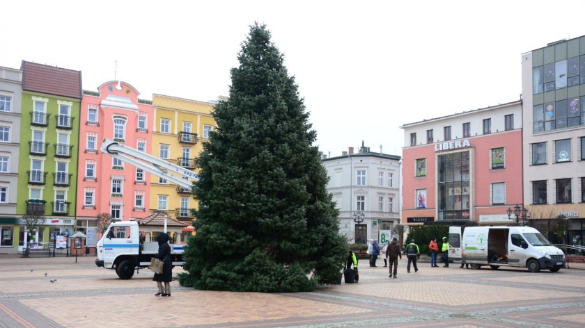 Podarowana przez mieszkańców choinka zdobi już centrum Chojnic. Za kilka dni rozbłyśnie na niej 12 tys. lampek FOTO