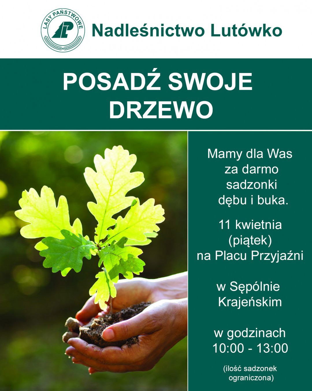 Gmina Sęp&oacute;lno wraz z Nadleśnictwem Lut&oacute;wko zapraszają na akcję sadzenia drzew