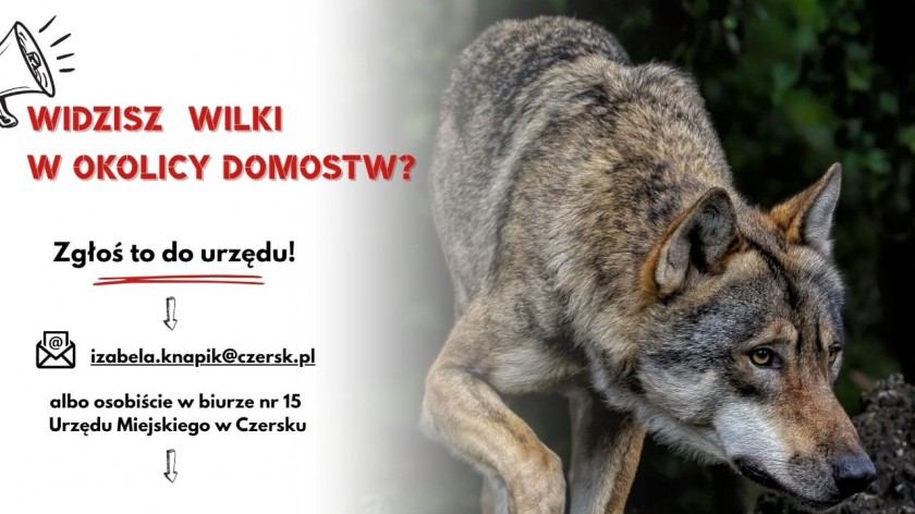 Rada Miejska w Czersku podjęła apel w sprawie wilków. Będziemy w tej kwestii pomagać rolnikom