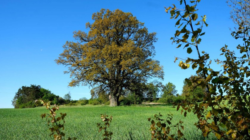 W niedzielę 15.06. piknik pod koroną dębu Aleksander w Jarcewie