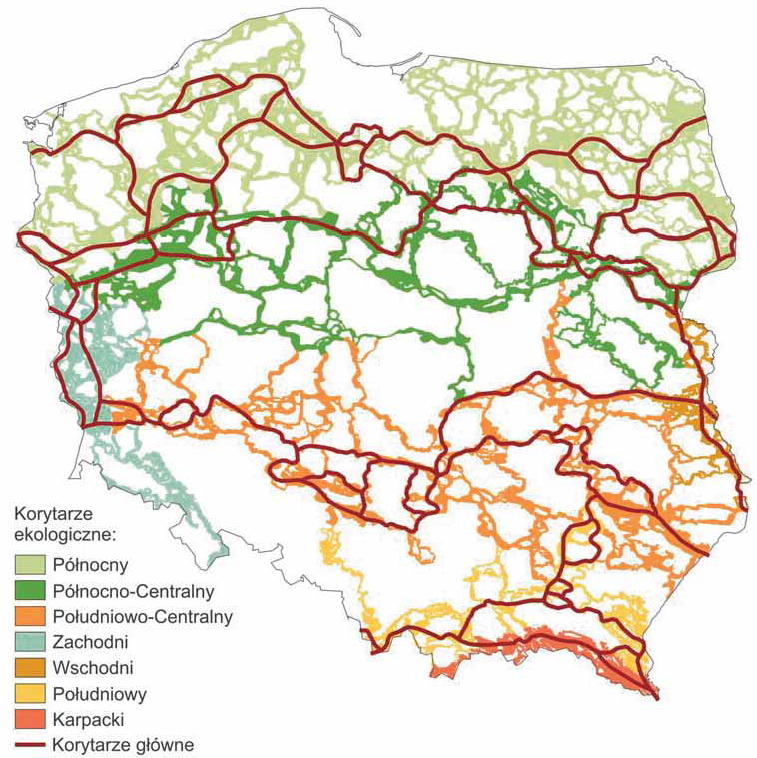 PODCAST: Korytarze ekologiczne. Jak przemieszczają się zwierzęta i nie tylko?
