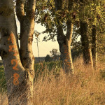 | Sprawa tajemniczych oznaczeń na drzewach w gminach Czarne i Rzeczenica wyjaśniona. Nie zostaną wycięte