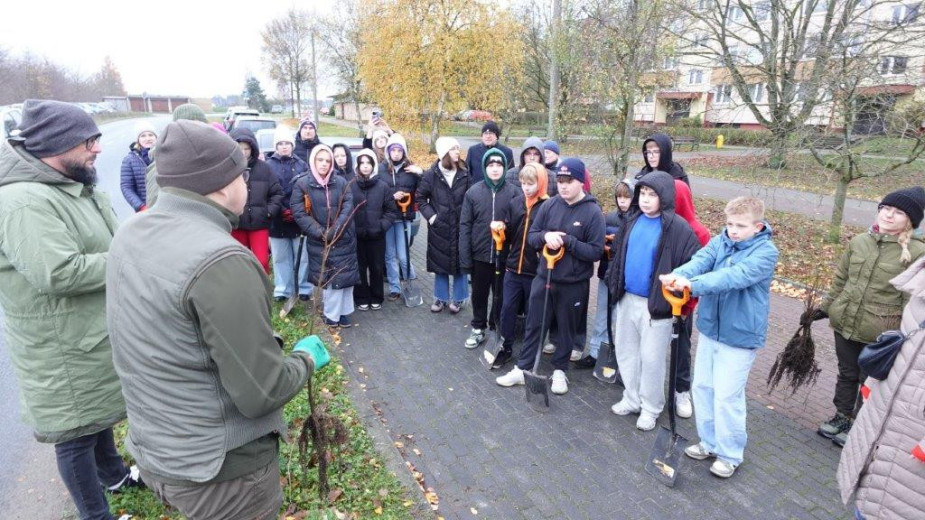 W przestrzeni miejskiej Sępólna Krajeńskiego przybyły kolejne drzewka. Mieszkańcy chcieli miododajne lipy