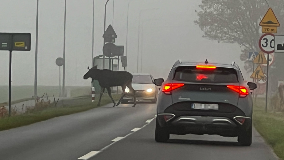 Przechadzał się po polu, a przez jezdnię przeszedł przy przejściu dla pieszych. Łoś wędrował w  Chojniczkach FOTO, WIDEO