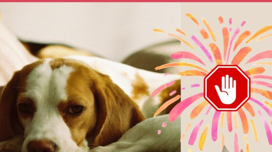 Pamiętajmy o zwierzętach i zachowajmy rozwagę. Apel władz Czerska o ostrożność w czasie używania fajerwerków