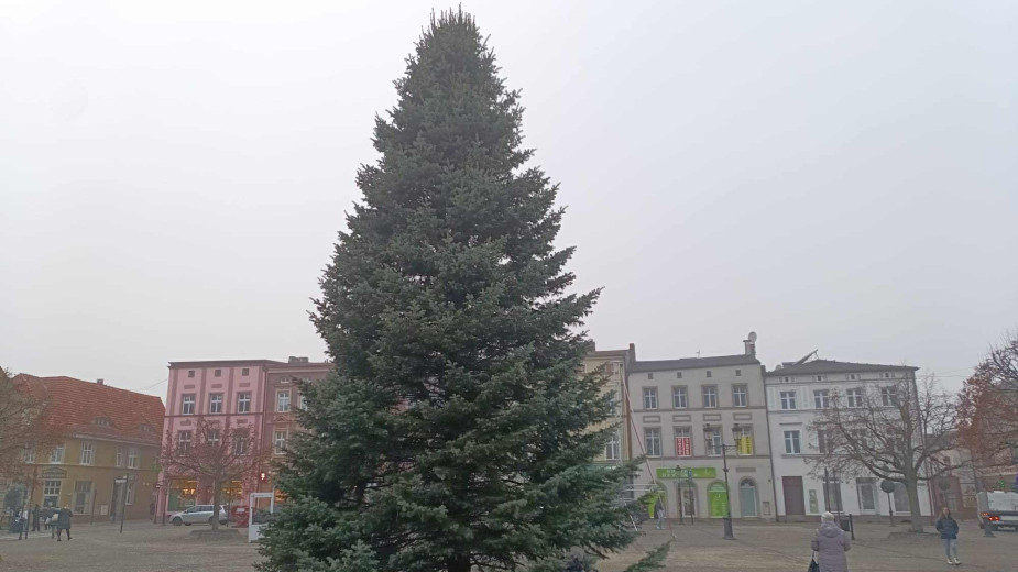 W centrum Kościerzyny stanęła 12-metrowa choinka. Jest to drzewko z gatunku jodła kalifornijska