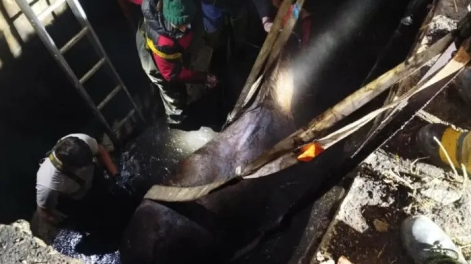 Strażacy uratowali konia, który wpadł do szamba w Zabartowie, w gminie Więcbork. Zwierzęciu nic się nie stało FOTO