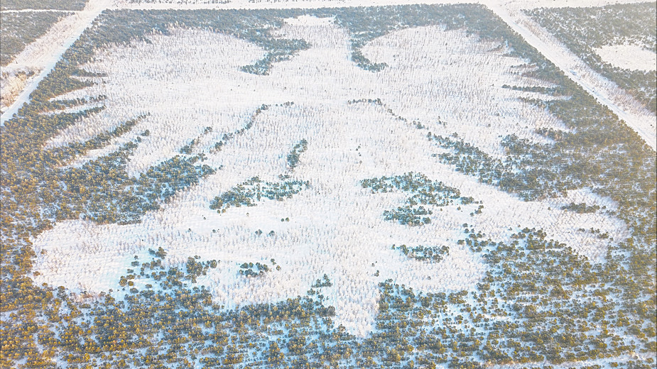 Wyjątkowy dendroglif można podziwiać w gminie Lipusz. Wzór powstał na powierzchni około 100 tys. metrów kwadratowych