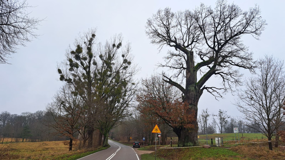 Gmina Czarne próbuje ratować 500-letni dąb w Biernatce. Dąb żyje, niekoniecznie ma się dobrze