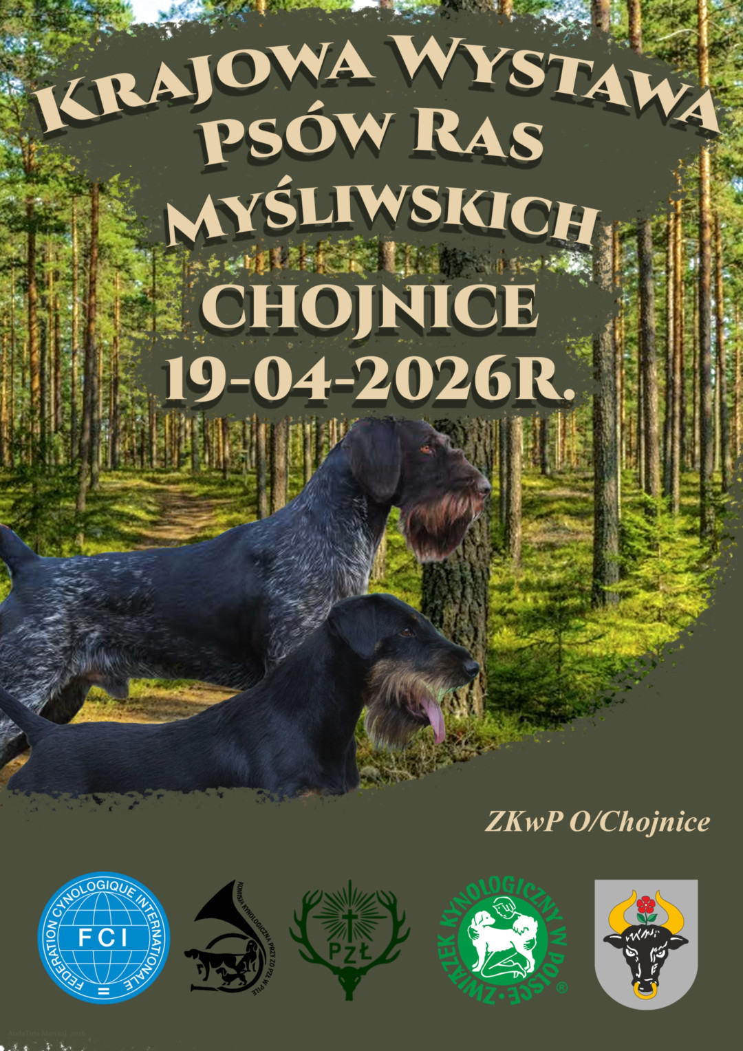 W niedzielę (19.04) w Chojnicach Krajowa Wystawa Ps&oacute;w Ras Myśliwskich. Zgłoszono blisko 200 czworonog&oacute;w