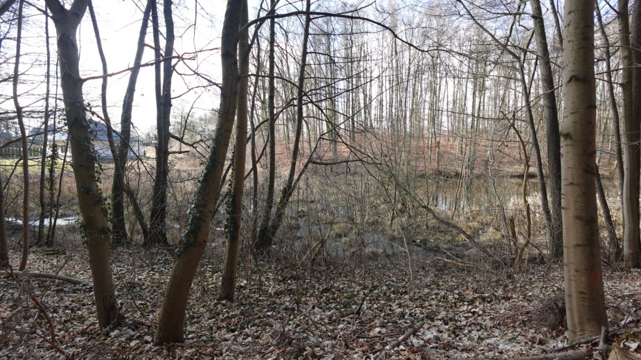 Prace związane z zagospodarowaniem lasku miejskiego w Sępólnie Krajeńskim zostały wstrzymane. Na miejscu pracują ekolodzy