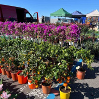   | Ponad 200 stoisk na dawnym lotnisku. W ten weekend w Sąpolnie, w gminie Przechlewo, odbędzie się 6. edycja Wiosennych Targ&oacute;w Ogrodniczych