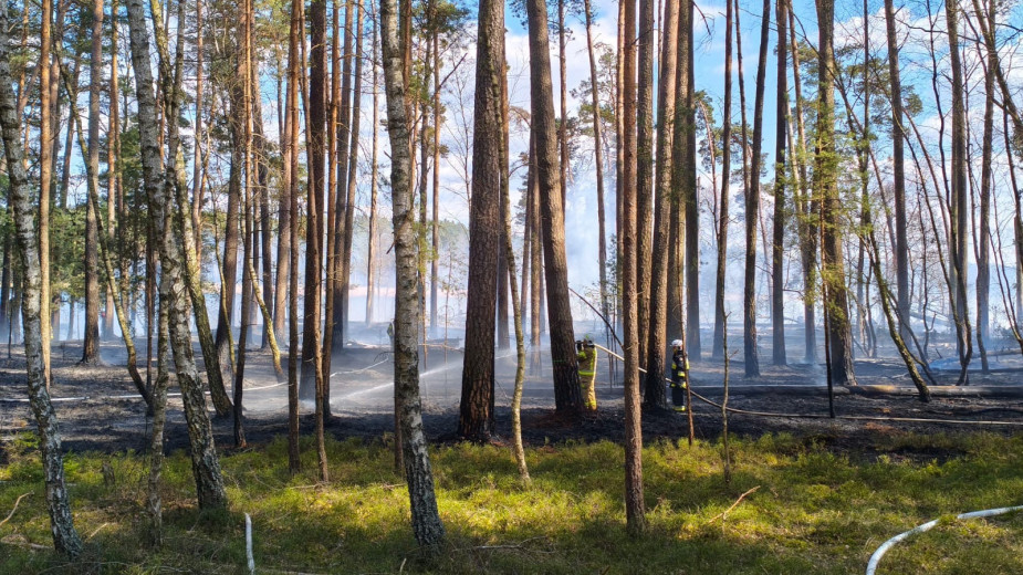 Pożar na terenie Parku Narodowego &quotBory Tucholskie&quot. Żywioł już się nie rozprzestrzenia WIDEO